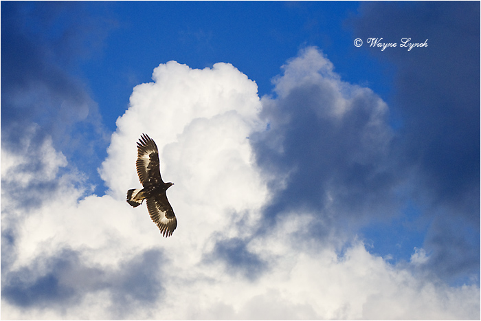 Golden Eagle 104 by Dr. Wayne Lynch &copy;
